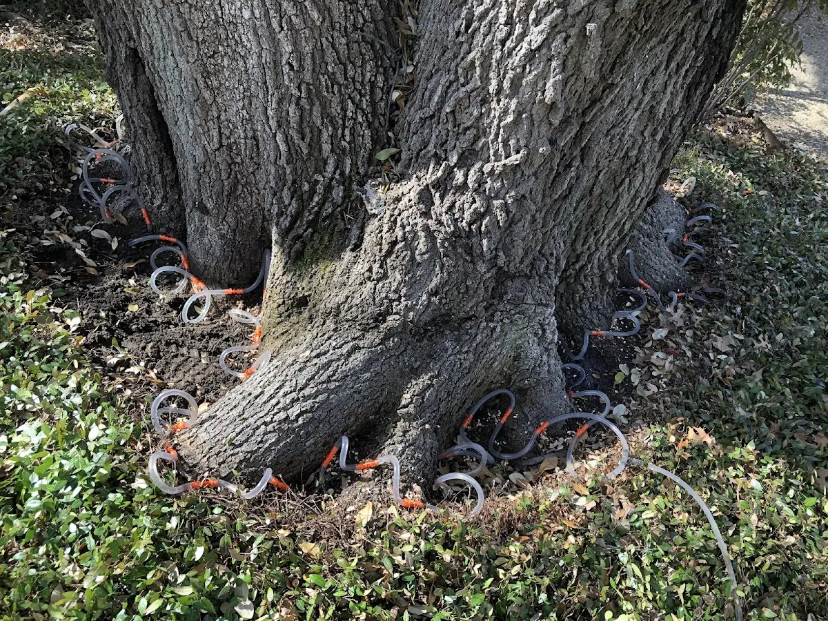 Detailed Tree Cabling and Bracing job site in Hamlin